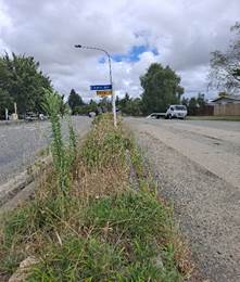 A picture containing outdoor, tree

Description automatically generated