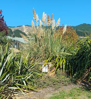 A tall grass growing in a garden

Description automatically generated