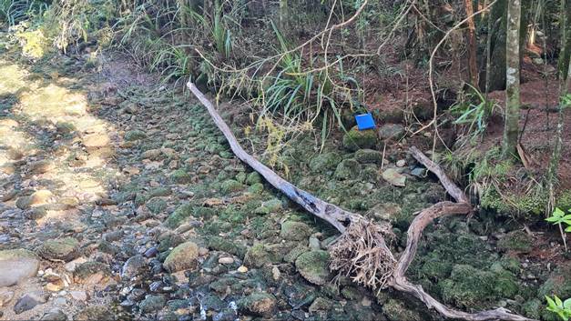 A tree branch on a rocky surface

Description automatically generated