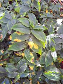 A close-up of a plant

Description automatically generated