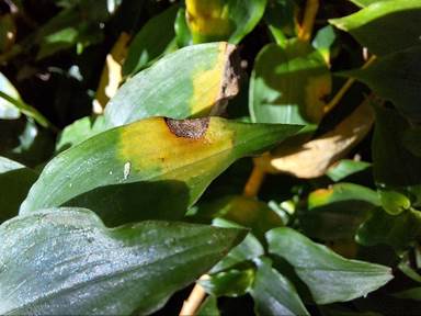 A close-up of a plant with a spot on it

Description automatically generated
