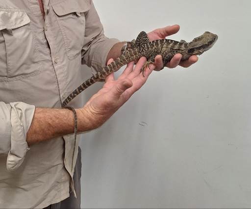 A person holding a lizard

Description automatically generated