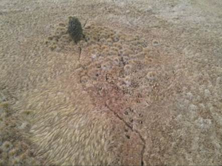 A tree growing in a dry field

Description automatically generated