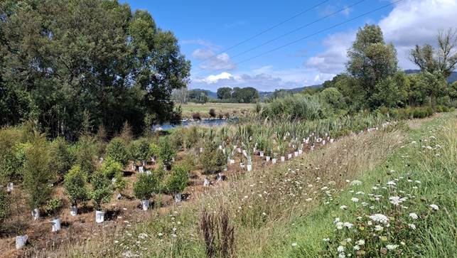 A field of plants and trees

AI-generated content may be incorrect.