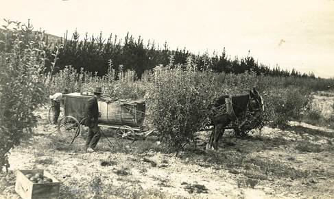Spraying apple trees at Tasman 