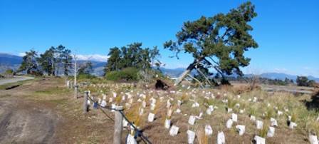 A field with white bags

AI-generated content may be incorrect.