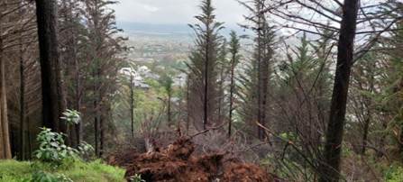 A forest with trees and a city in the background

AI-generated content may be incorrect.