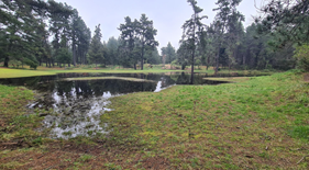 A pond with trees in the background

AI-generated content may be incorrect.